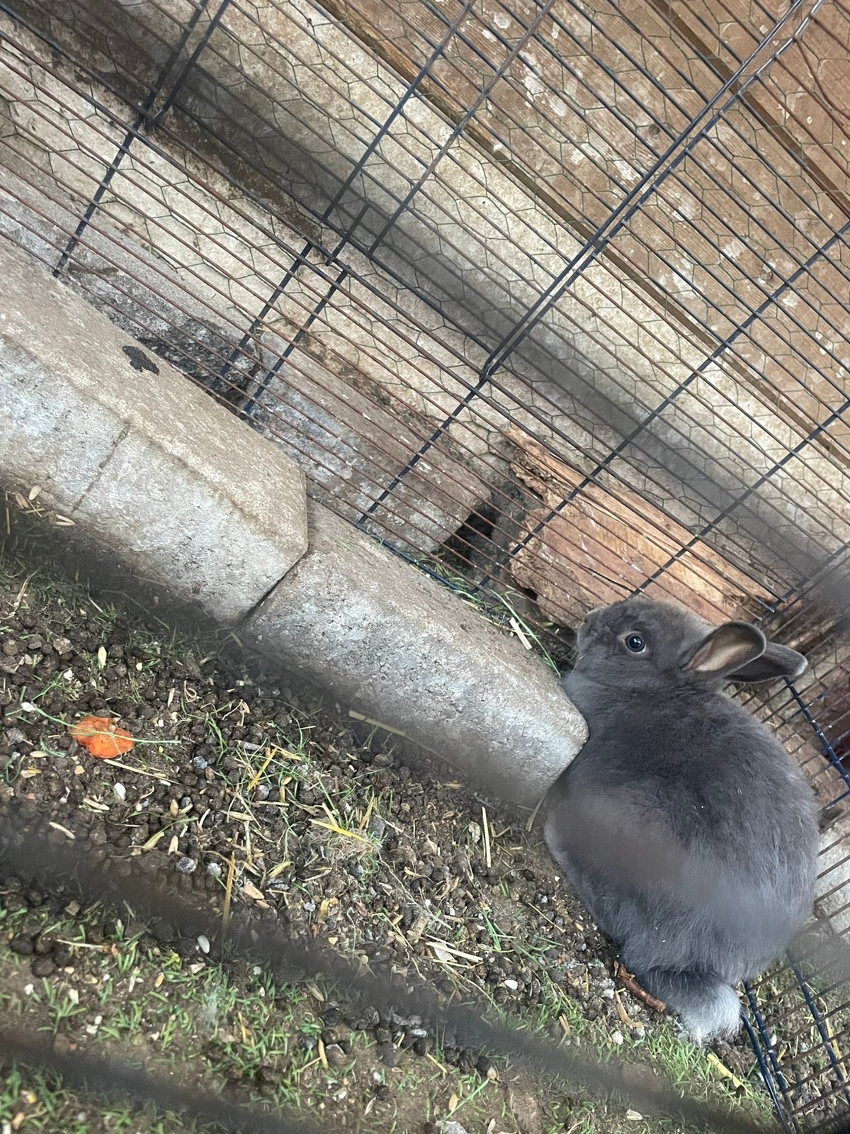Konijn te koop, Animaux & Accessoires, Lapins, Sexe inconnu, 0 à 2 ans