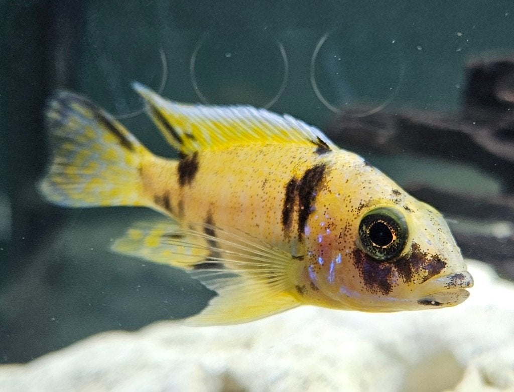 Cichlidés Aulonocara Yellow Berry Malawi, Poisson, Poisson d'eau douce
