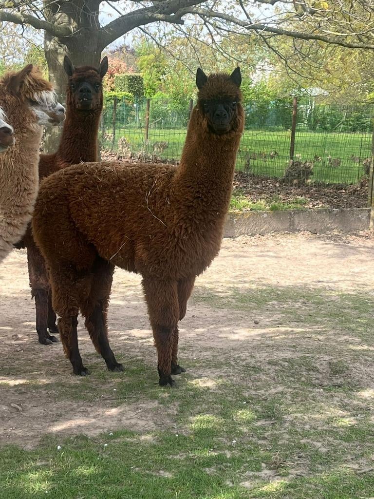Alpaca hengst te koop, Juin, Mâle