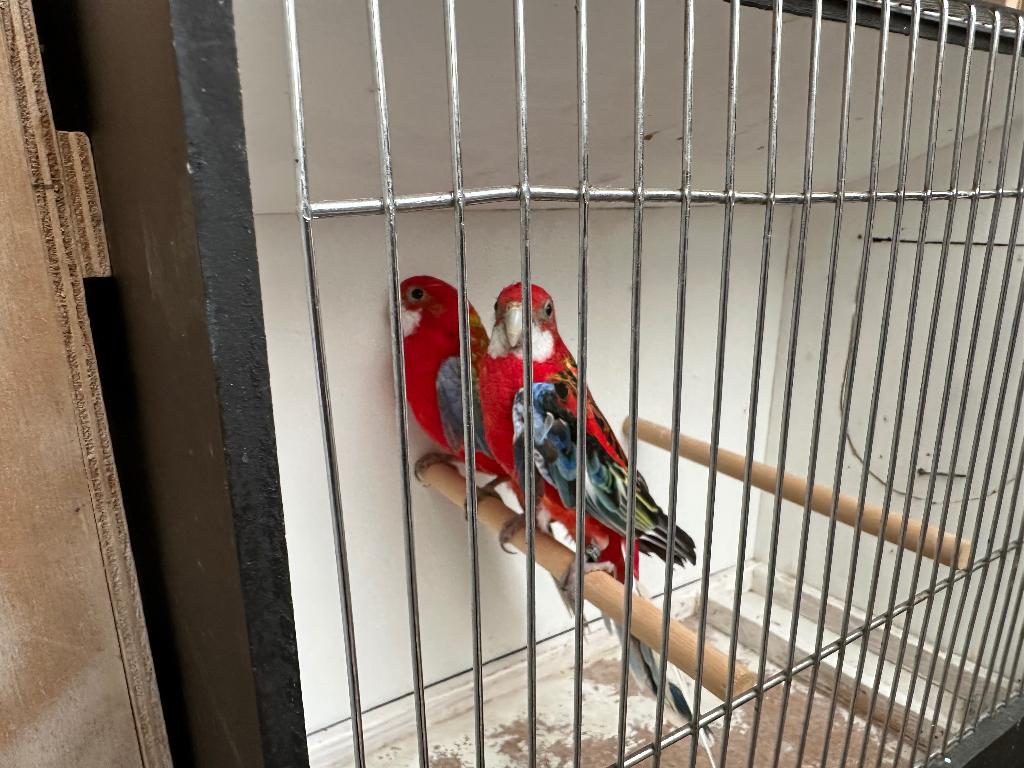 2 koppels rozellas en 1 Princess off Wales, Dieren en Toebehoren, Vogels | Parkieten en Papegaaien