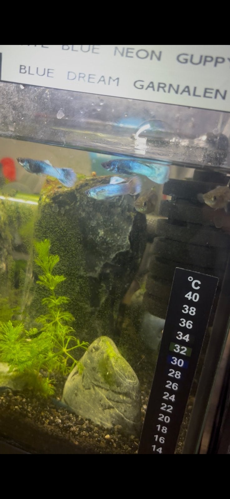 Rasechte Blue Neon guppen (Import Indonesië)