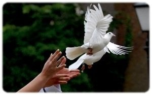 Lâcher de colombe – mariage, cérémonie, Enlèvement, Neuf