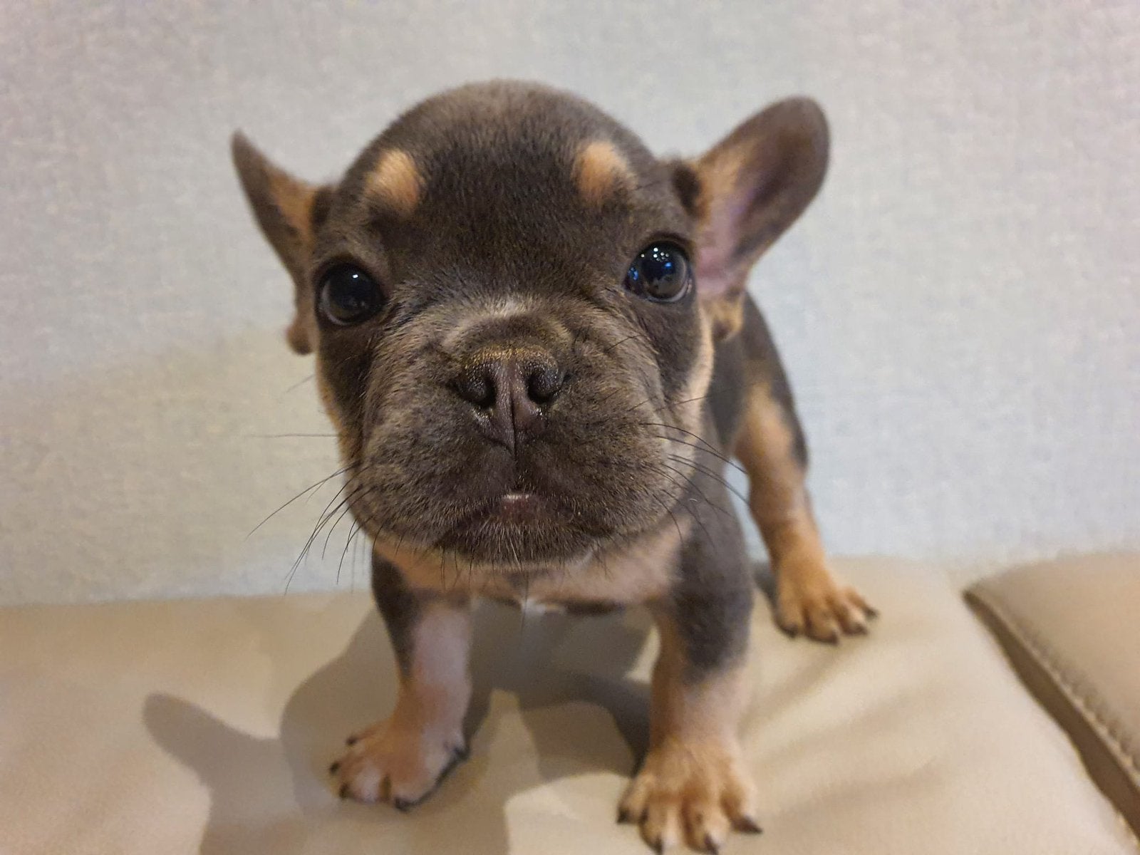 French buldog, Dieren en Toebehoren, België, Particulier, 8 tot 15 weken, Meerdere