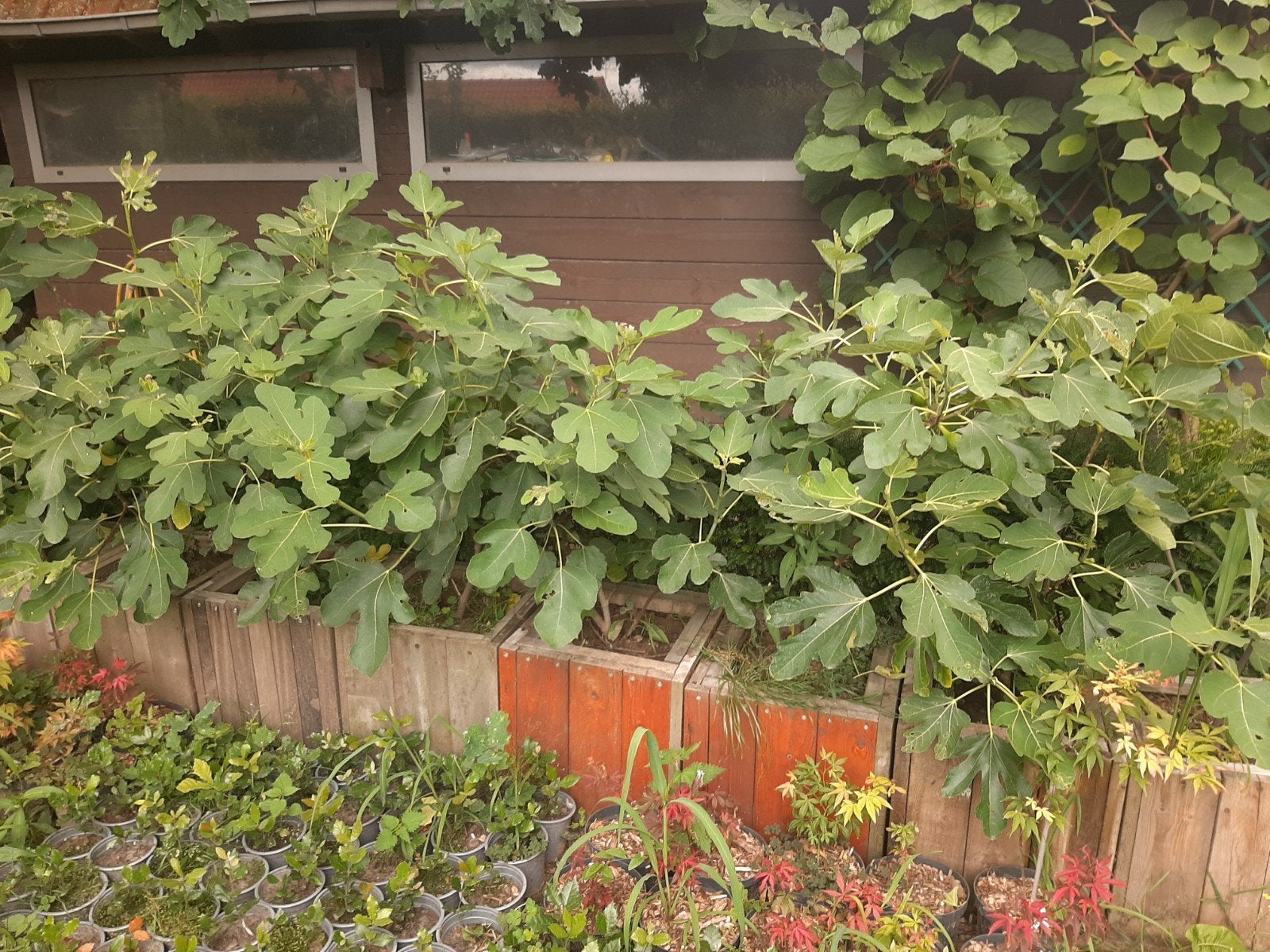Vijgenbomen in pot, Ophalen