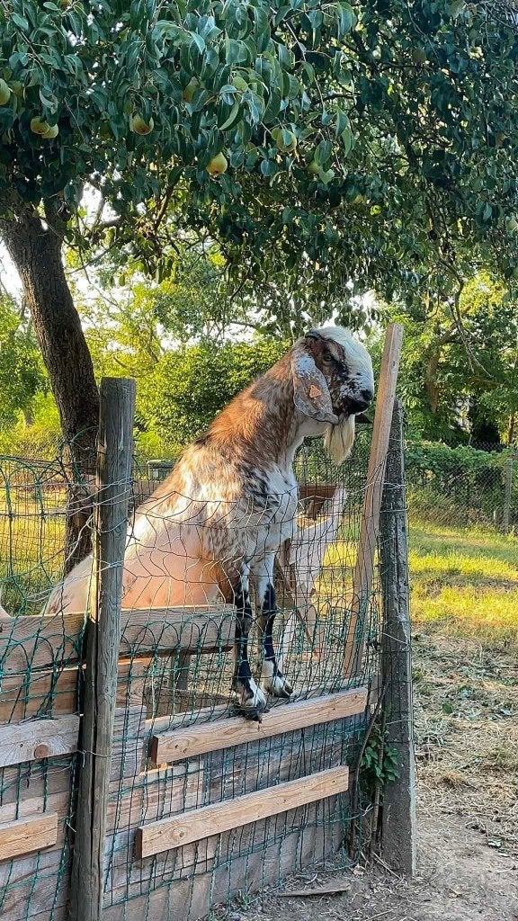 Bouc Anglo-Nubien avec pedigree, Dieren en Toebehoren, Schapen, Geiten en Varkens, Mannelijk, Geit, 0 tot 2 jaar