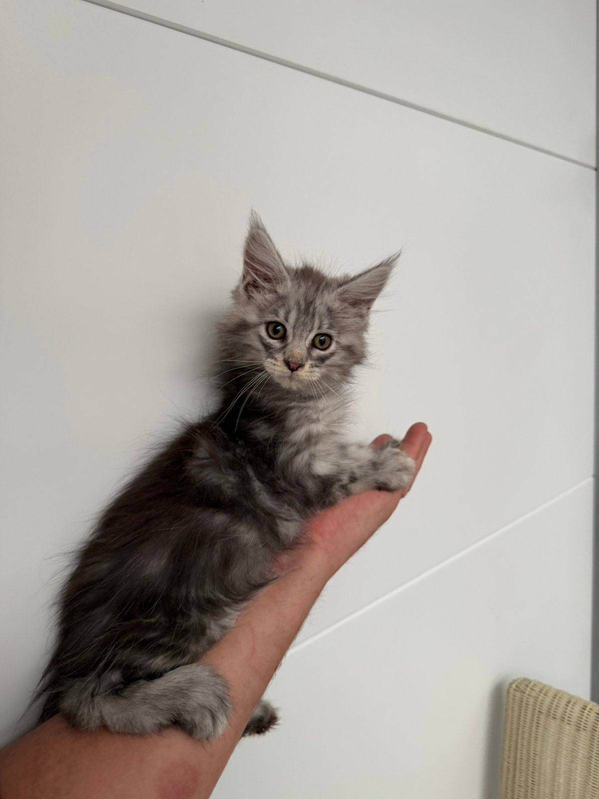 Maine Coon Kitten, Animaux & Accessoires, Chats & Chatons | Chats de race | Poil long, Plusieurs animaux, 0 à 2 ans, Avec pedigree