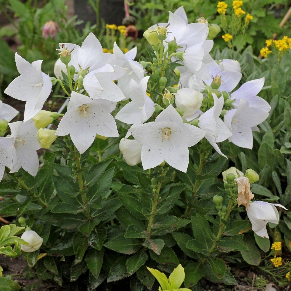 1 platycodon of ballonklokje in pot   SOLDEN, Ophalen, Vaste plant