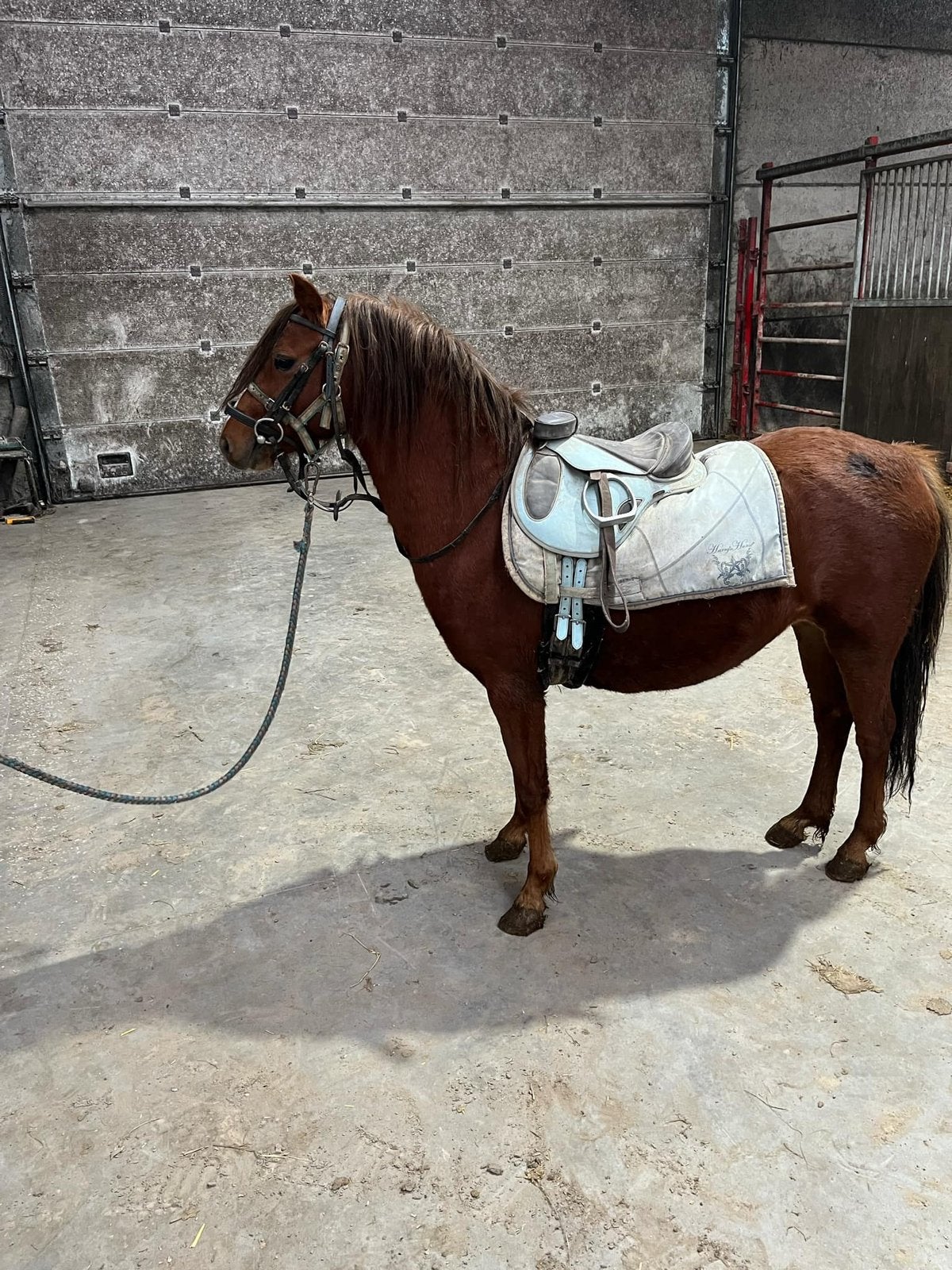 Welsh pony’s, Merrie, B, 3 tot 6 jaar, Gechipt