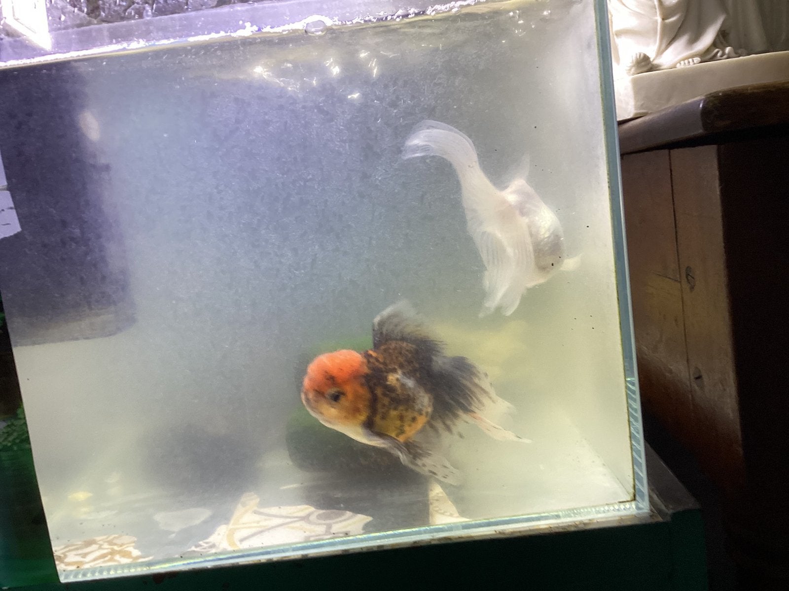 2 grands voiles (poisson rouge), Poisson