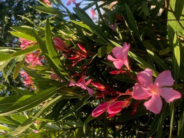 oleander Formaat XL, Ophalen, Zomer, Vaste plant