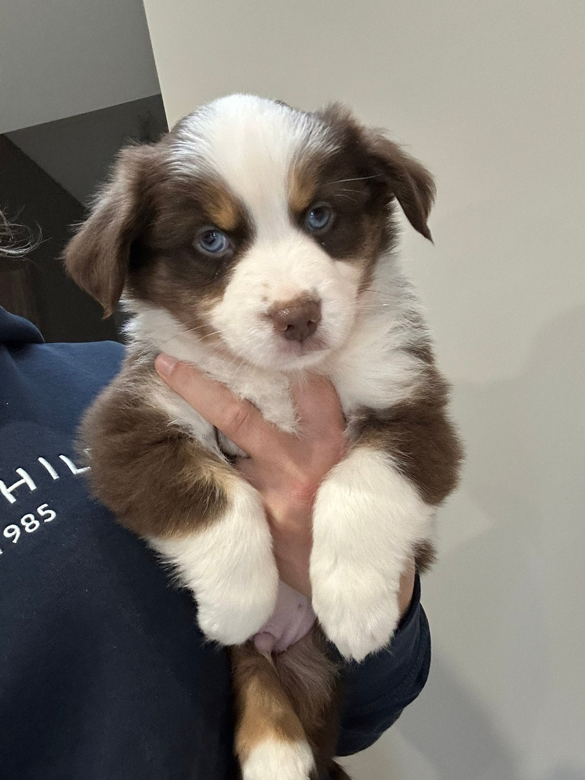 Miniature american shepherd reutjes (mini aussie), Animaux & Accessoires, Chien (mâle), Maladie de Carré (chiens), Belgique, Taille moyenne