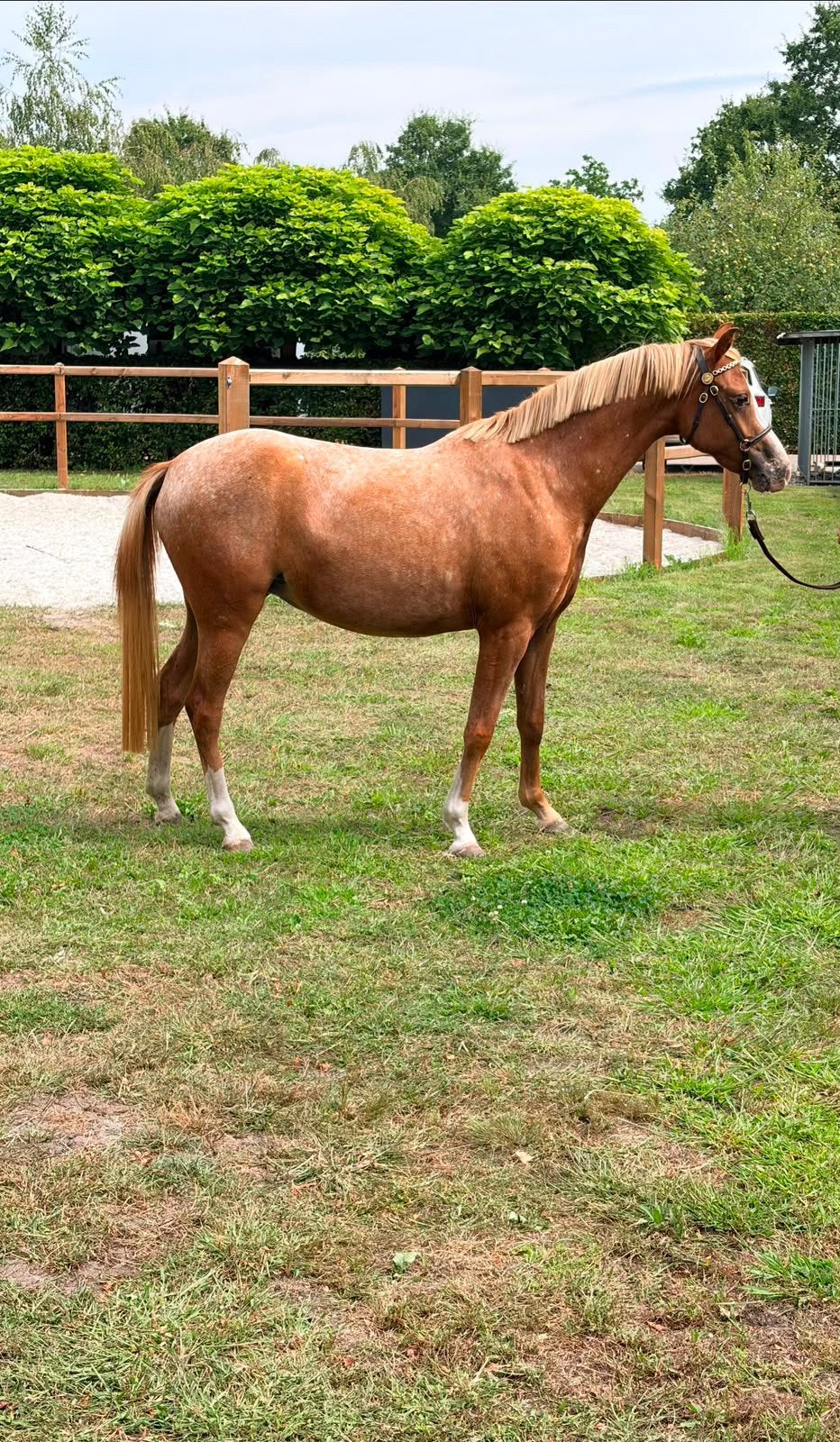 Super aparte 2,5 jarige NRPS merrie en 1,5jarige welsh, Merrie, Met stamboom, 0 tot 2 jaar, C pony (1.27m tot 1.37m)