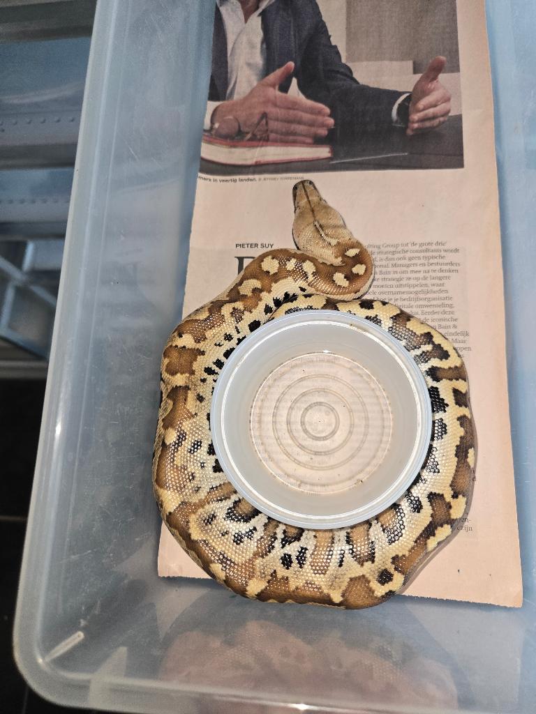 Python brongersmai, curtus, Dieren en Toebehoren, Reptielen en Amfibieën, Slang, Tam, 0 tot 2 jaar