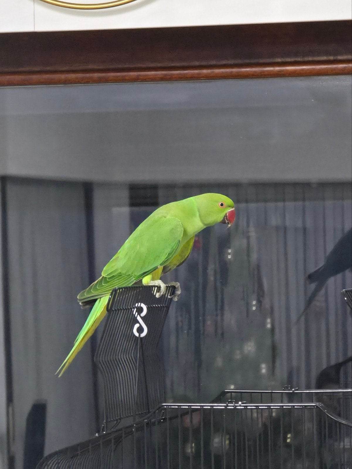 Perruche à collier, Animaux & Accessoires, Domestique