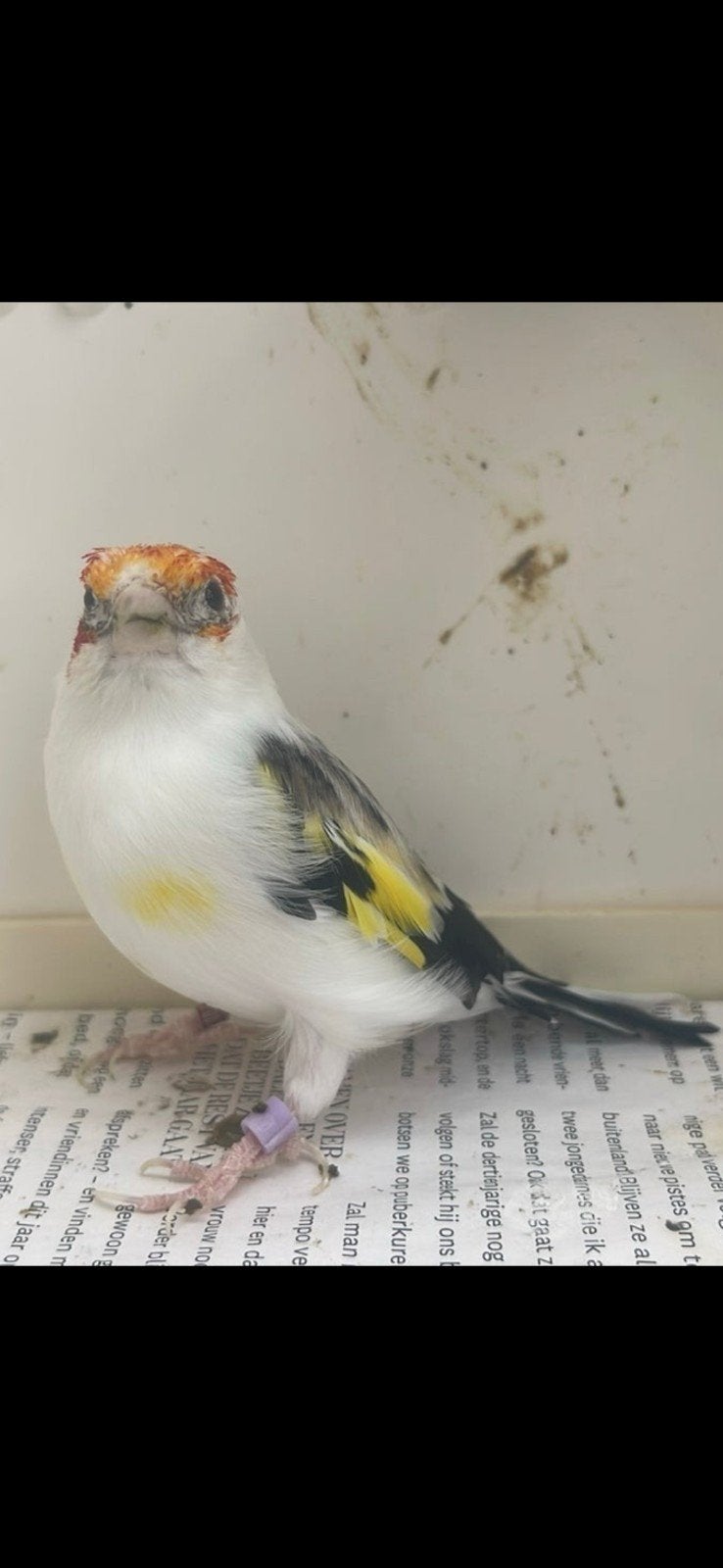 chardonneret panaché, Dieren en Toebehoren, Ophalen of Verzenden