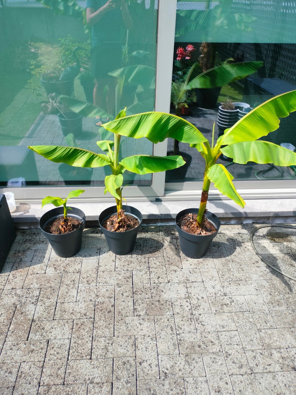 Winterharde bananenplant inclusief pot, Volle zon, Vaste plant, Zomer, Ophalen