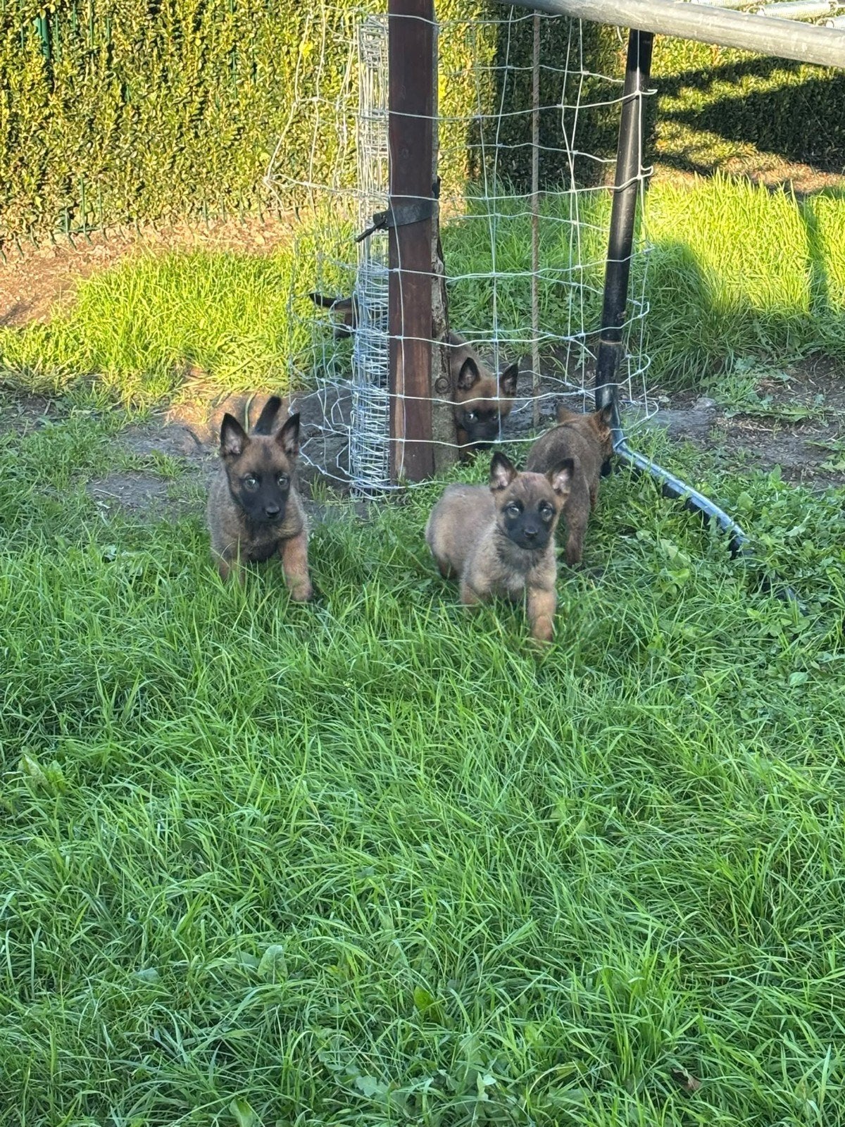 mechelse herders puppy's, Dieren en Toebehoren, België, Overige rassen, CDV (hondenziekte), 8 tot 15 weken