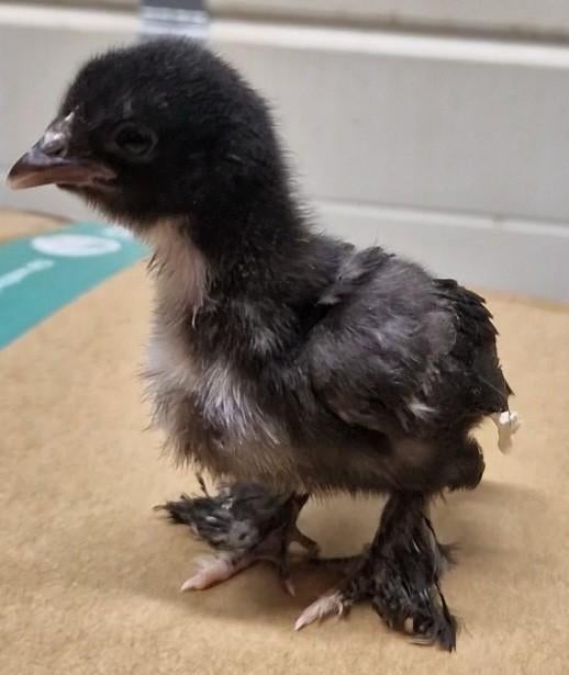 Cochin Kriel Kuikentjes, Dieren en Toebehoren, Pluimvee