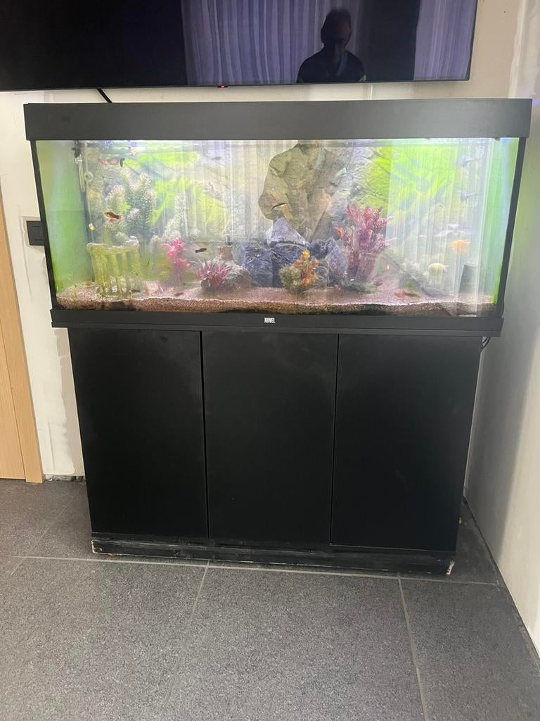Aquarium Juwel met ong. 40 tropische vissen (ong. 250 l.), Dieren en Toebehoren, Ophalen, Inclusief vissen, Zo goed als nieuw