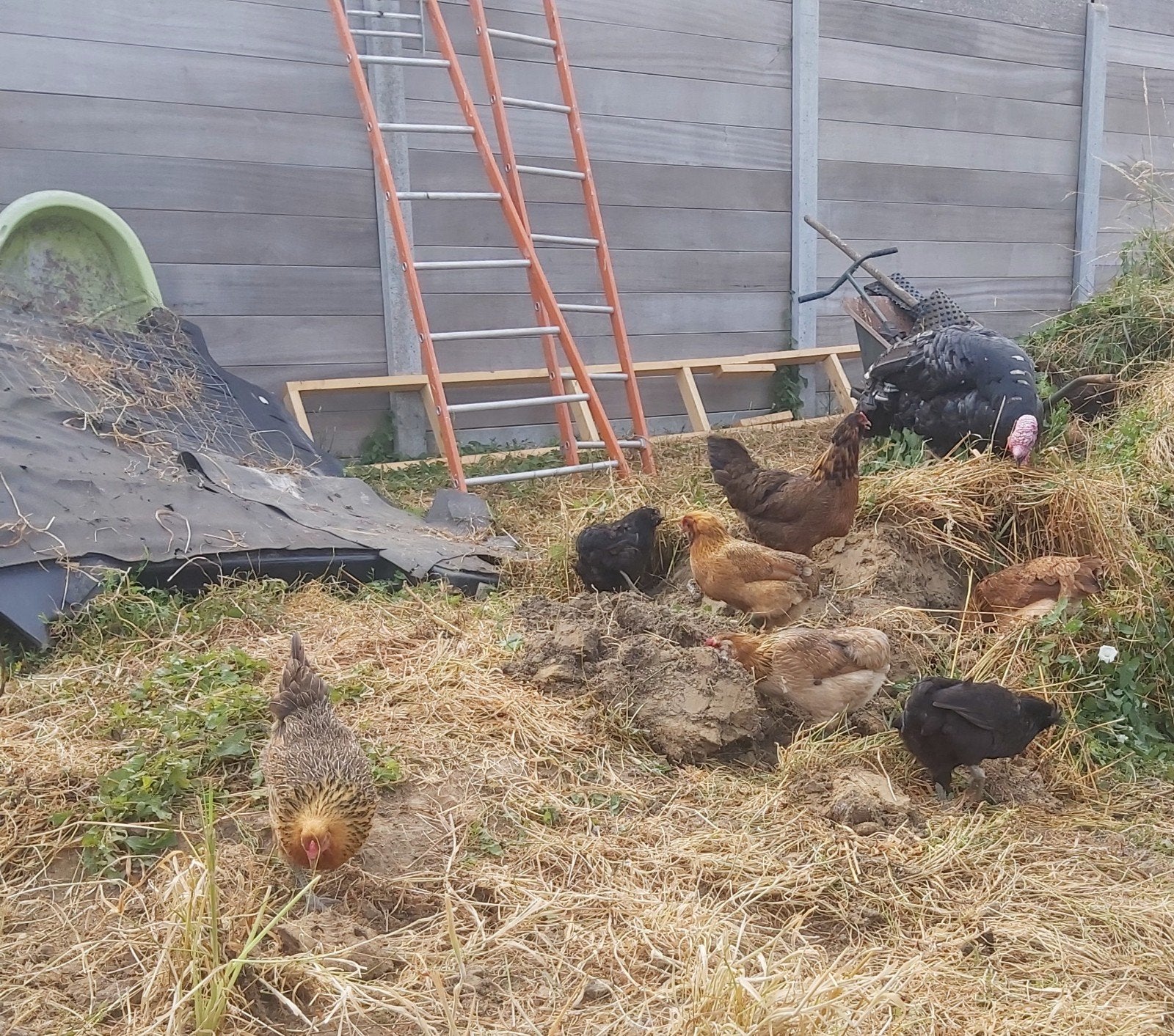 Poulets, Septembre, Femelle