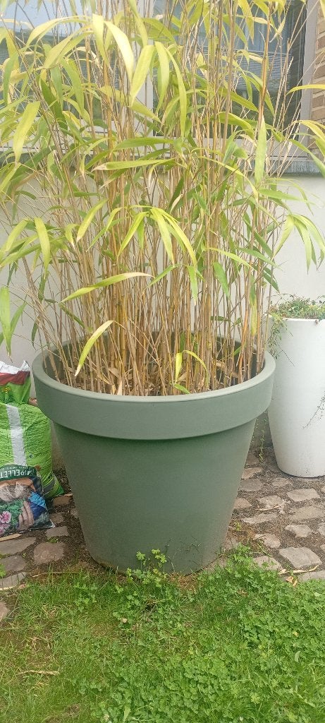 Bamboe in pot groot en zwaar, Tuin en Terras, Vaste plant, Bloeit niet, Halfschaduw, Ophalen