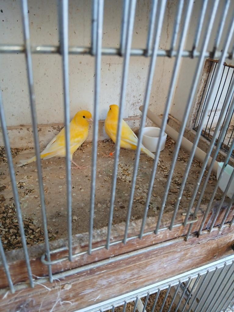 2 jonge gele kanaries mannen, Dieren en Toebehoren, Mannelijk, Kleurkanarie