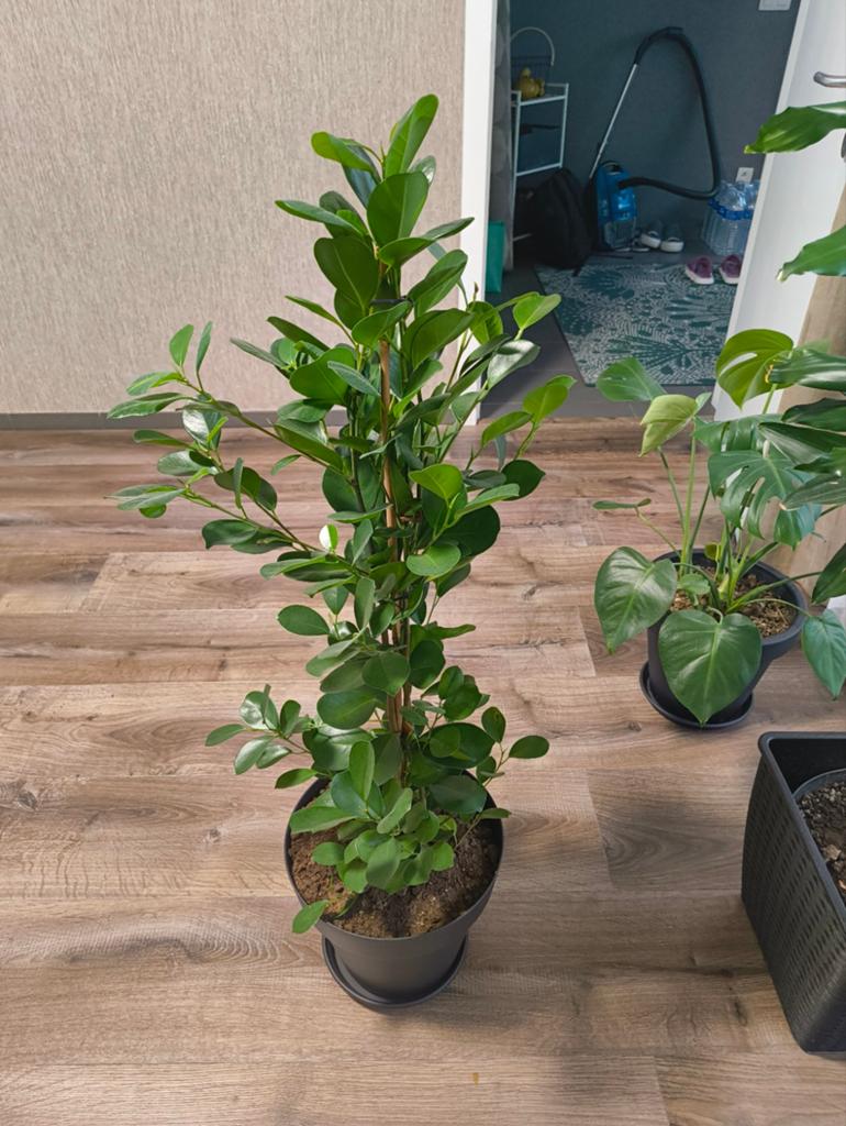 Kamerplant, Huis en Inrichting, Kamerplanten, Ophalen, 100 tot 150 cm, Overige soorten, Halfschaduw