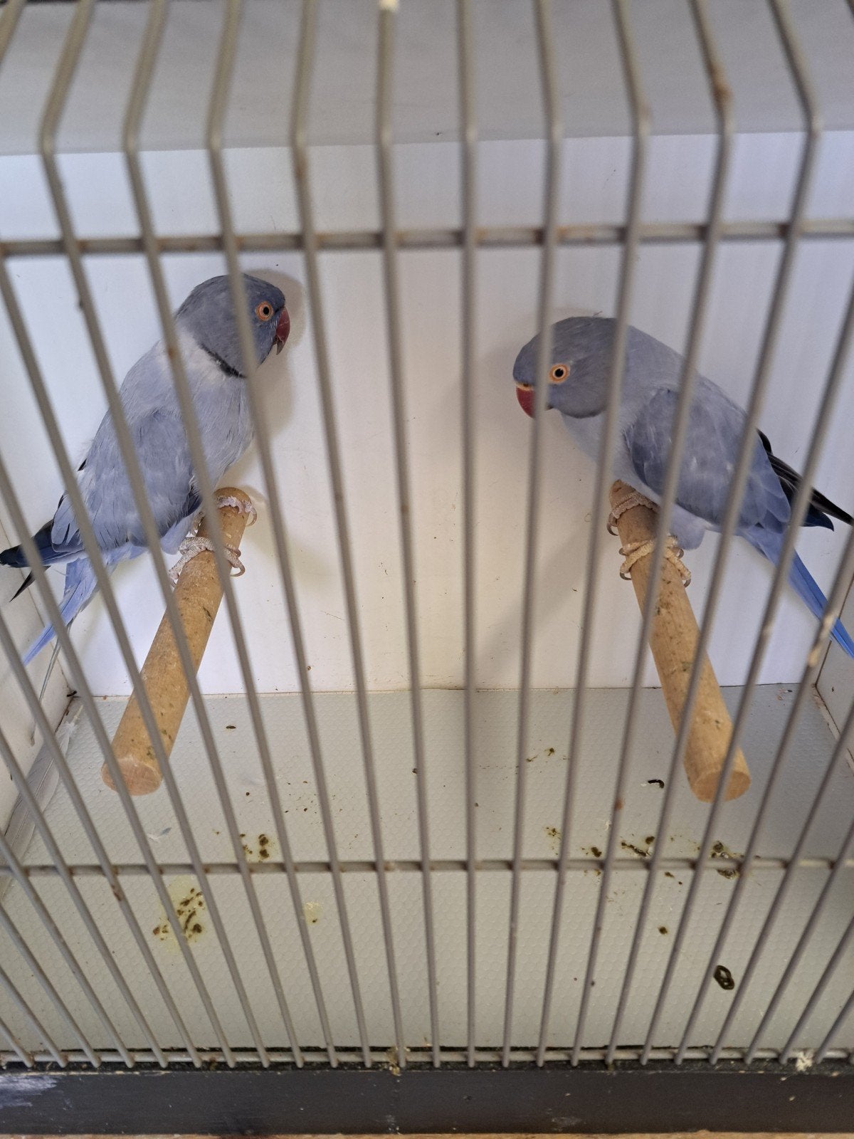 halsbanden koppel violet opaline / wkwst, Dieren en Toebehoren, Vogels | Parkieten en Papegaaien, Meerdere dieren, Parkiet, Geringd
