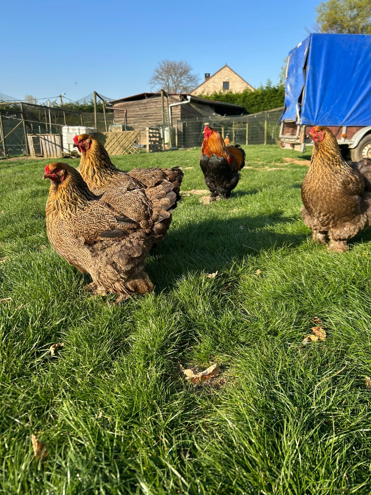 Brahma groothoen goudpatrijs toom, Dieren en Toebehoren, Pluimvee