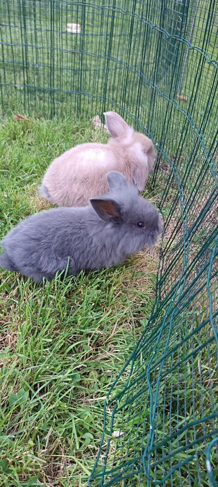 Leeuwenkop, dwergkonijn, Dieren en Toebehoren, Dwerg