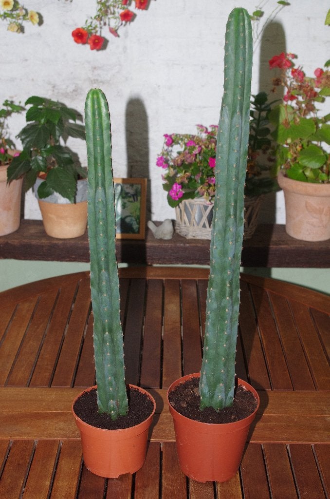 San Pedro-cactussen (2 stuks), Groene kamerplant, Ophalen, Cactus, Minder dan 100 cm