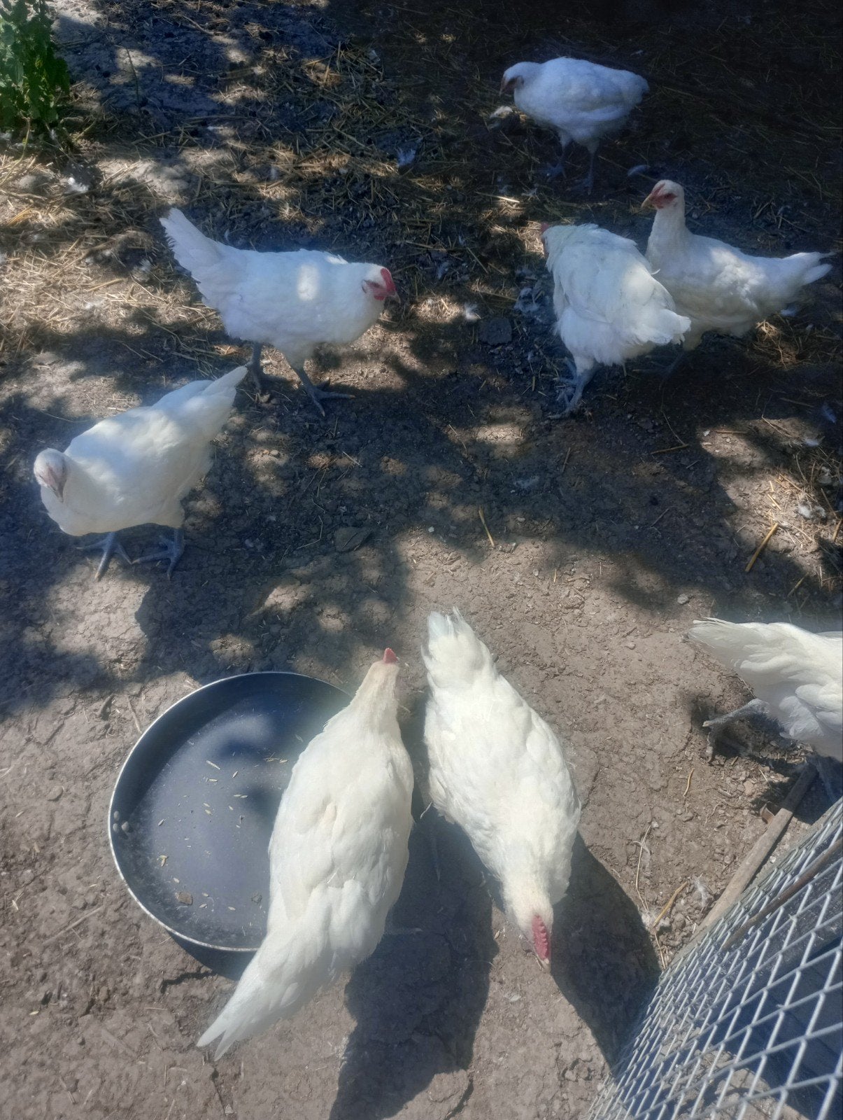 Poule de Bresse, Dieren en Toebehoren