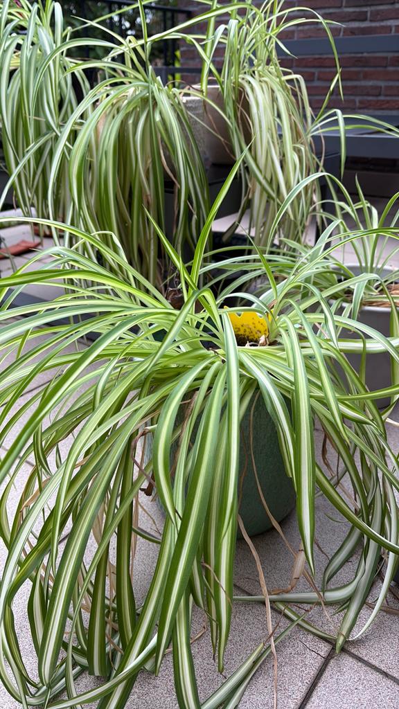 Spiderplant, Huis en Inrichting, Kamerplanten, Ophalen, Overige soorten, Halfschaduw, In pot
