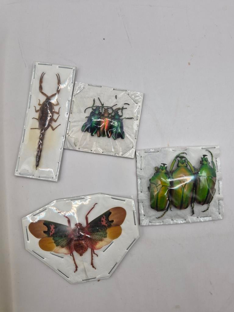 Lot insectes et scorpion, Enlèvement ou Envoi