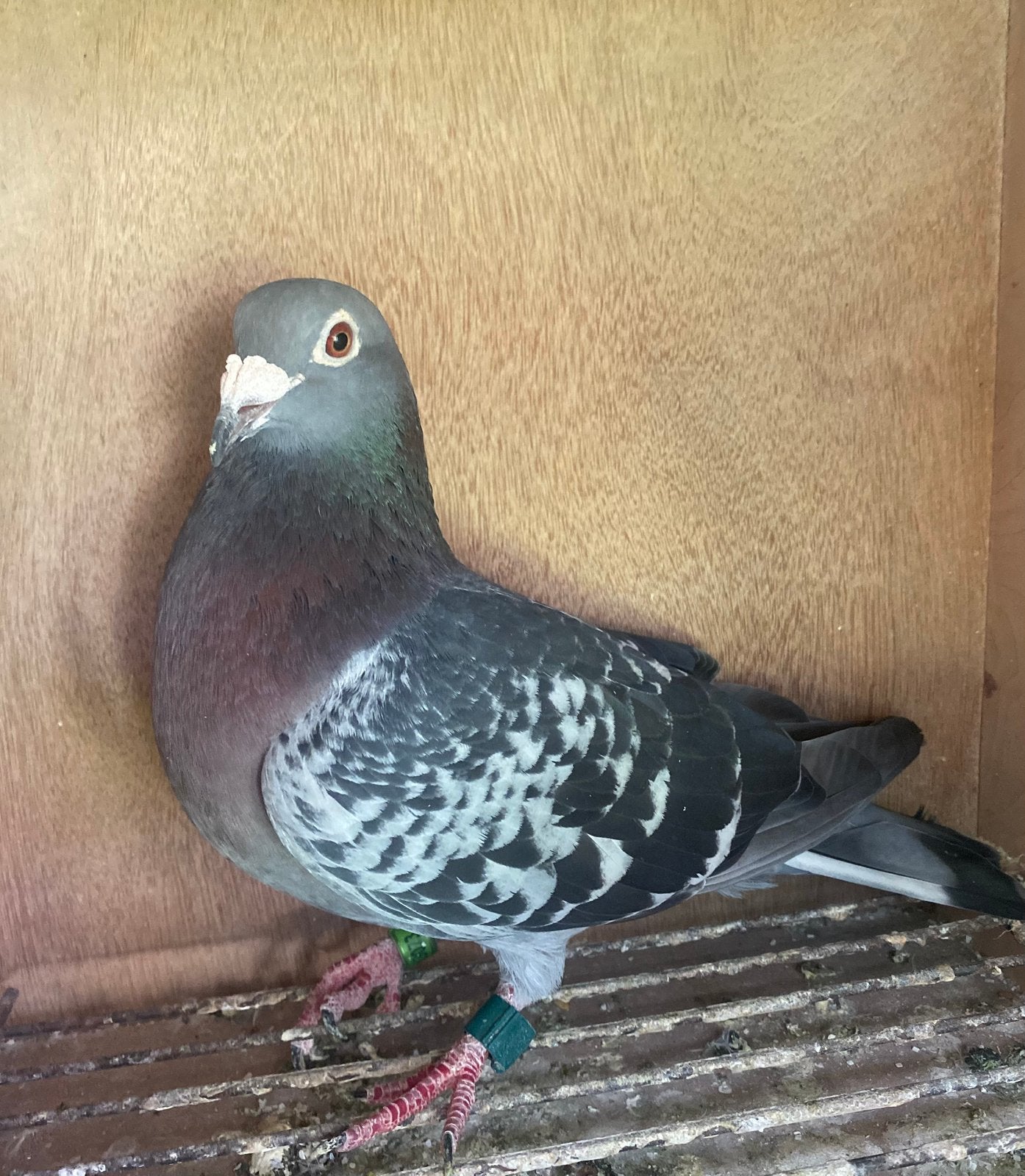 Duivin 2018 gebroeders Janssens Arendonk, Dieren en Toebehoren, Vogels | Duiven, Vrouwelijk, Postduif