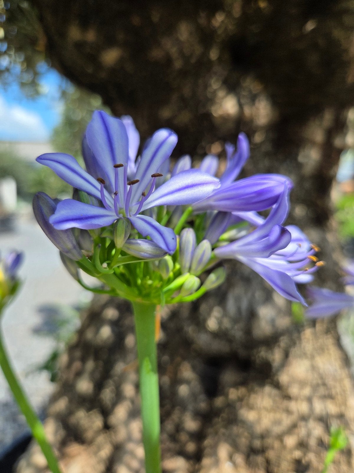 Agapanthus - Afrikaanse Lelie, Tuin en Terras, Planten | Tuinplanten, Ophalen