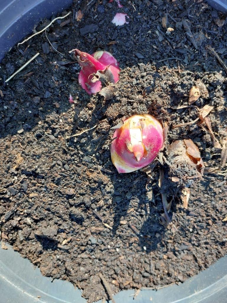 Canna edulis, Tuin en Terras, Ophalen