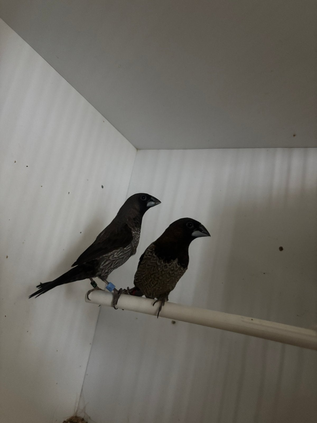 Koppeltje japanse meeuwen, Dieren en Toebehoren, Vogels | Overige Vogels, Meerdere dieren, Tropenvogel, Geringd