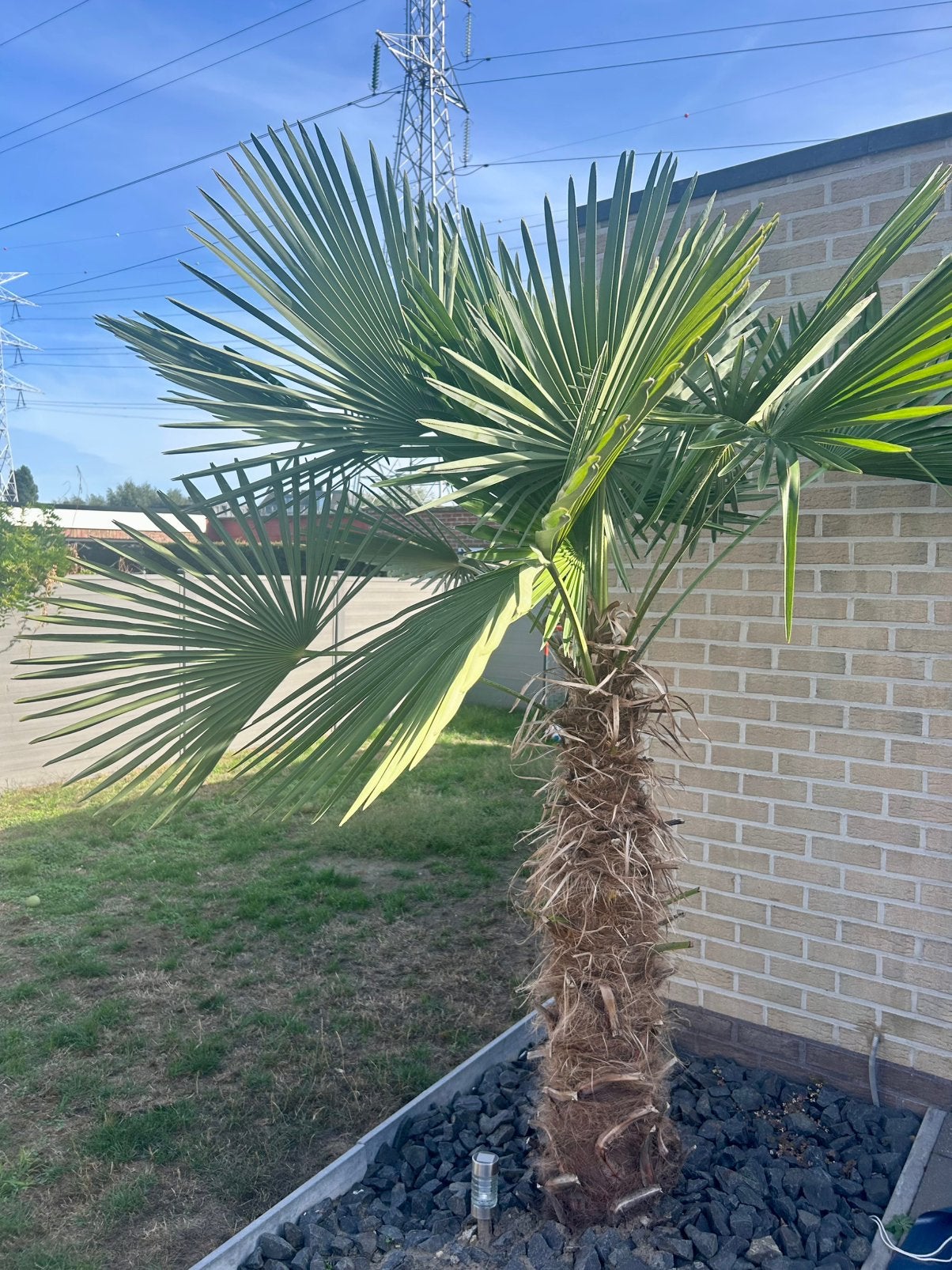 Palmboom winterhard, Jardin & Terrasse, Plantes | Arbres, Enlèvement, Palmier, 100 à 250 cm