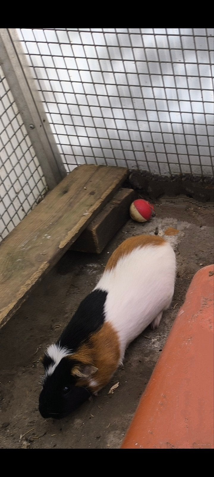 cavia beertje, Dieren en Toebehoren
