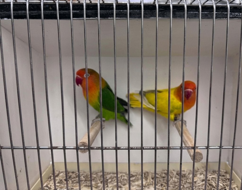 Agapornis fischeri recessief bont, Dieren en Toebehoren, Vogels | Parkieten en Papegaaien, Dwergpapegaai of Agapornis, Geringd
