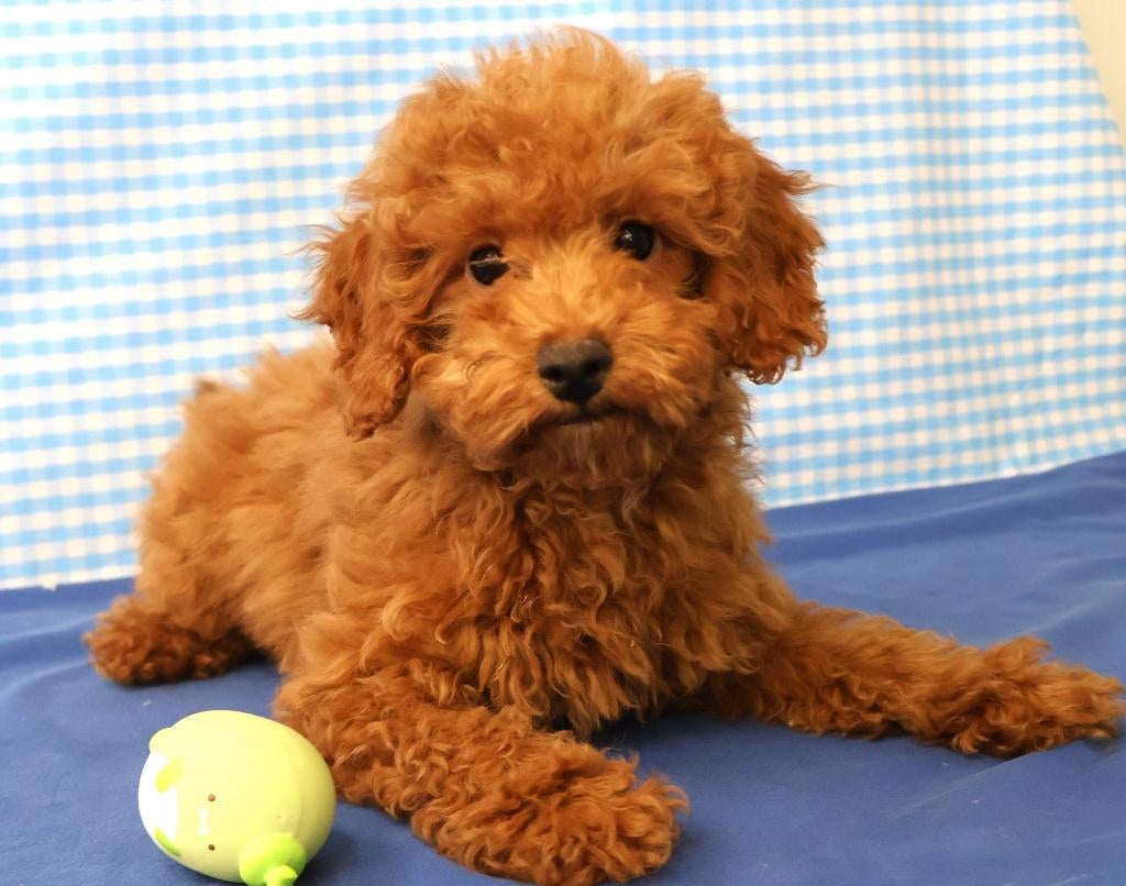 Super leuke Poedels pups!!, Poedel, 15 weken tot 1 jaar, Reu, Buitenland