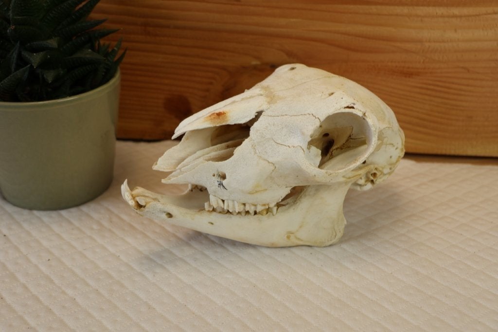 Taxidermie - schedel van een schaap, Ophalen of Verzenden, Gebruikt, Boerderijdier, Schedel