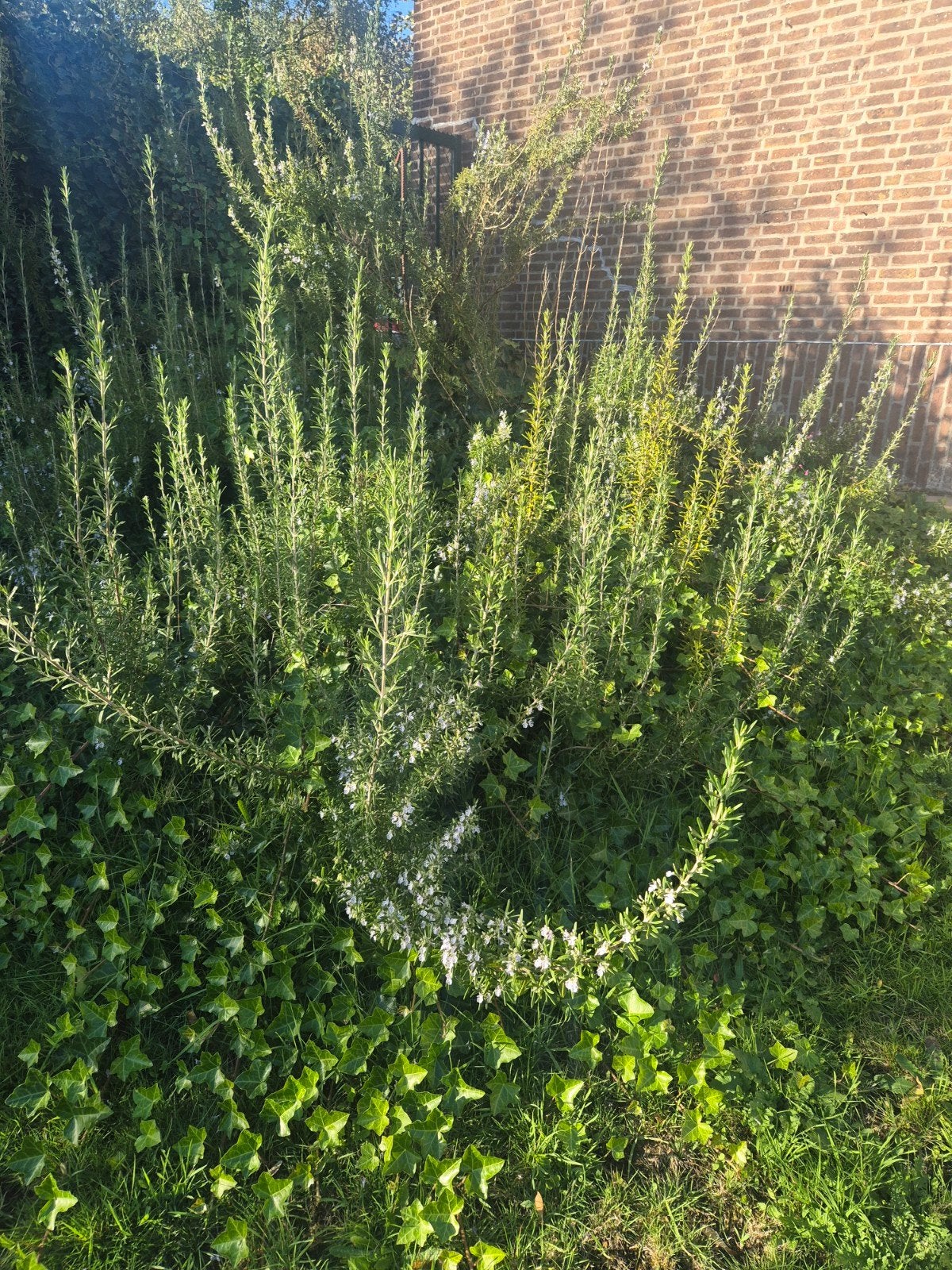 rozemarijn, Tuin en Terras, Ophalen, Volle zon, Vaste plant, Kruiden