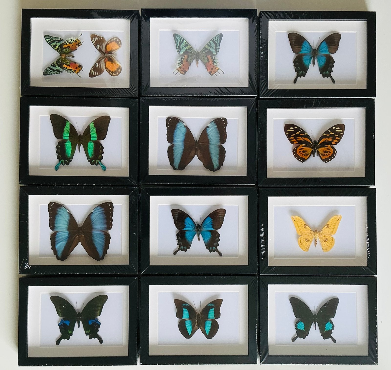 Lijsten met VLINDERS, Collections, Collections Animaux, Enlèvement ou Envoi