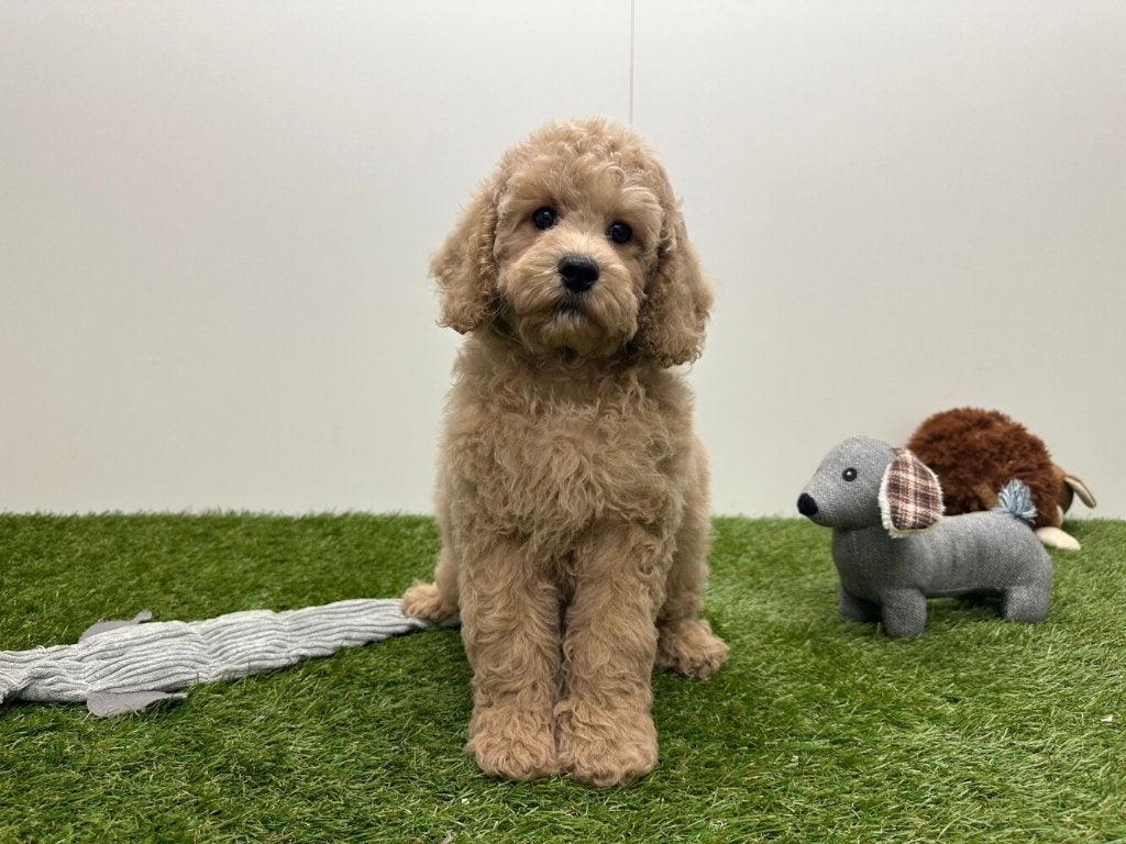 Cockapoo pups (F1), België, 8 tot 15 weken, Parvo, Meerdere