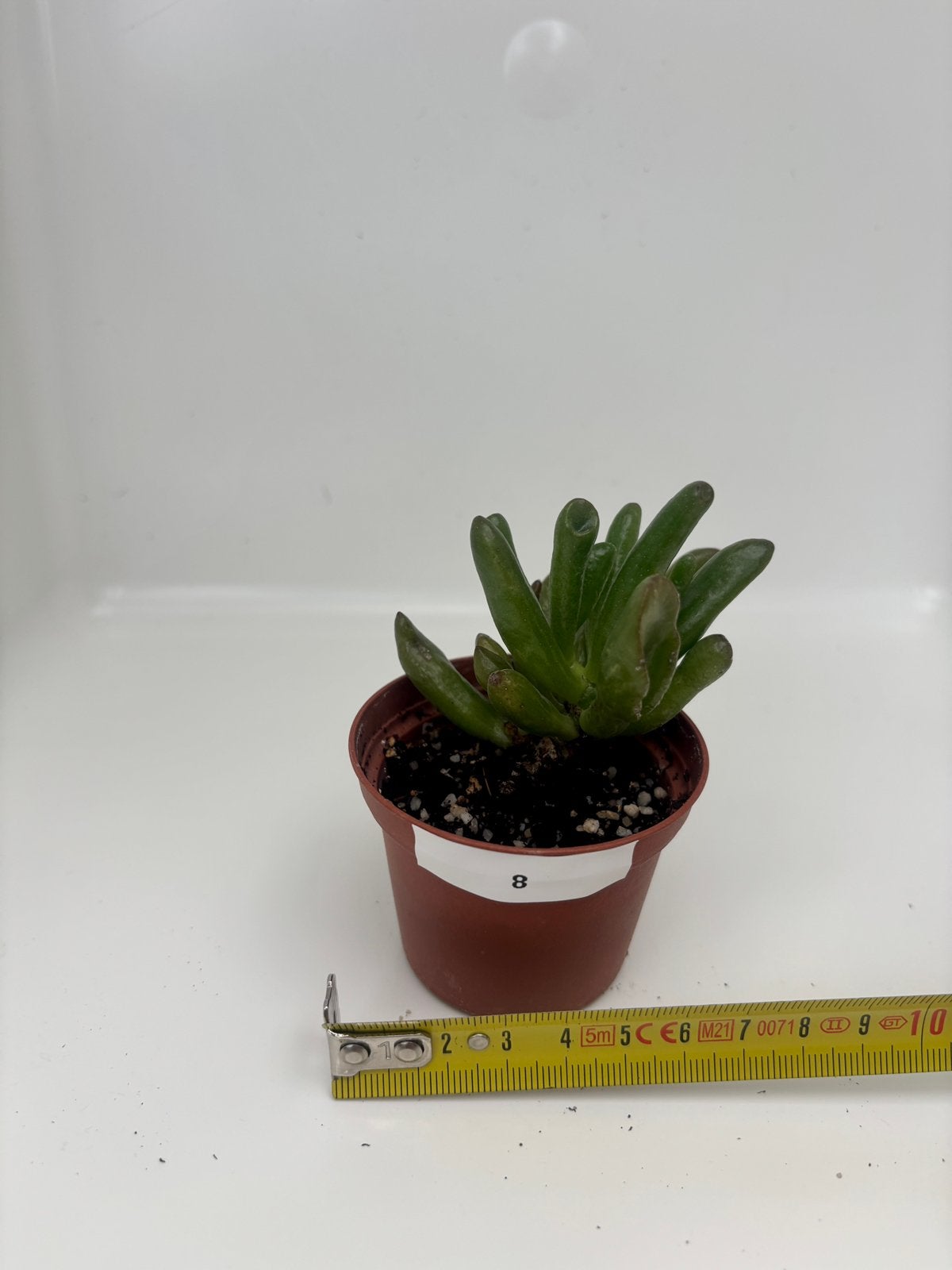 Mini crassula hobbit bonsai, Maison & Meubles, Plante succulente, En pot, Plein soleil, Moins de 100 cm