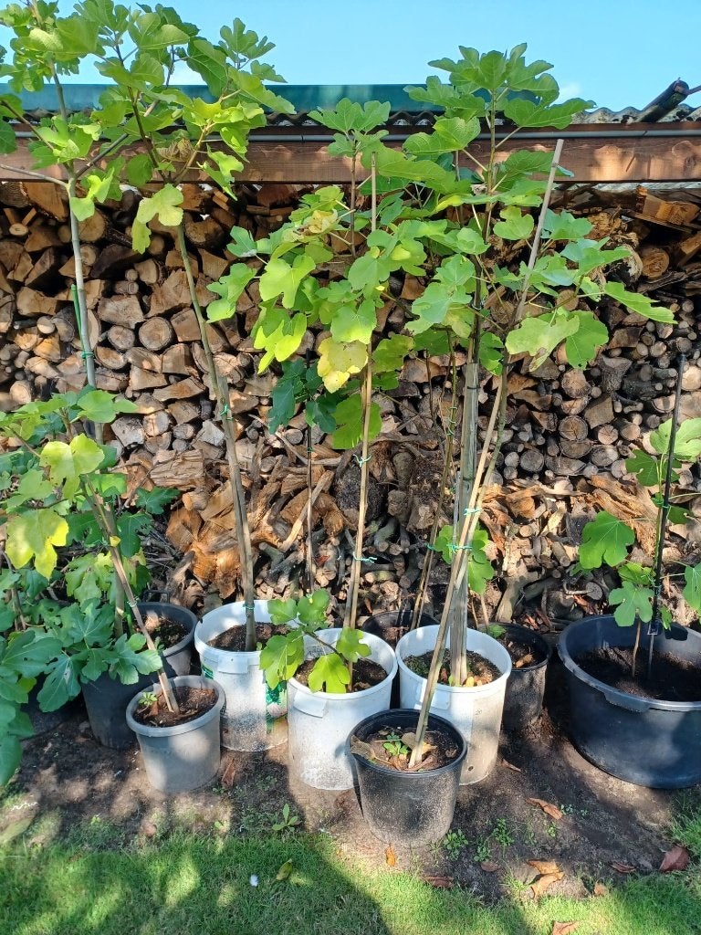 vijgenplanten, Tuin en Terras, Ophalen, Vijgenboom