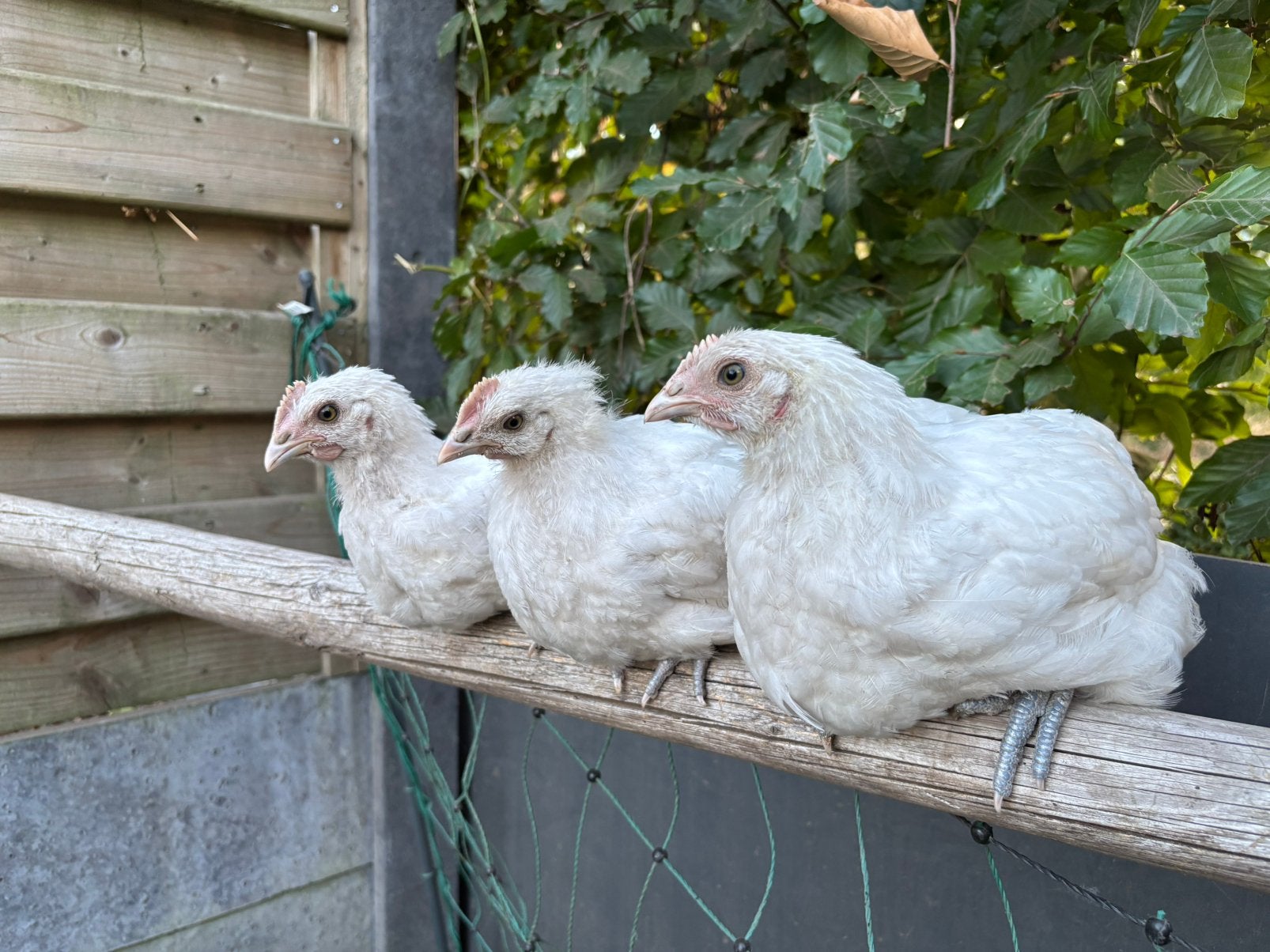 Poule de Bresse hennen, Dieren en Toebehoren, Vogels | Overige Vogels