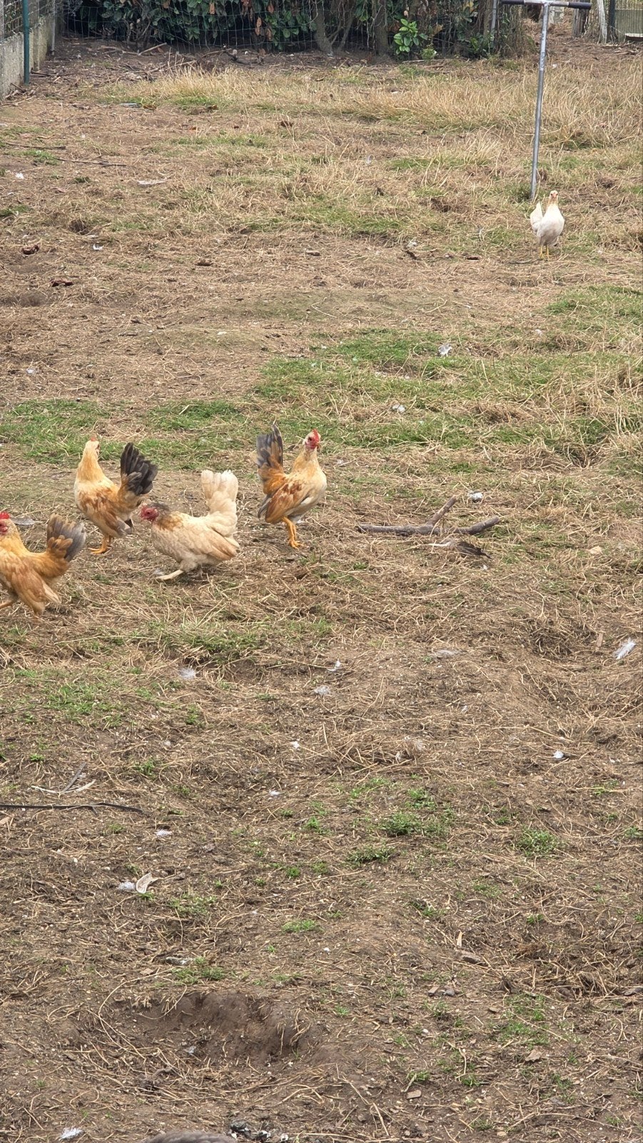 Gratis 4 serama haantjes, Plusieurs animaux, Domestique